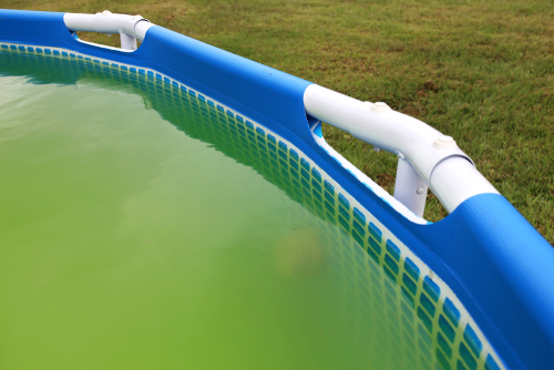 A,Backyard,Swimming,Pool,Has,Turned,Green,With,Algea,And